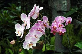 Phalaenopsis amabilis in orchid house