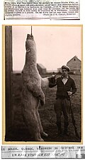 Ours blanc abattu près de la rivière Péribonka en 1938.