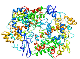 Image illustrative de l’article Cyclooxygénase 1