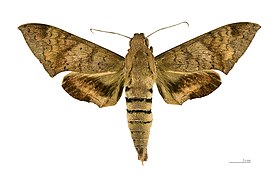 Pachylioides resumens ♂