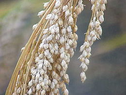 Termesztett köles (Panicum miliaceum)