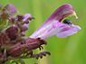 Kartelblad (Pedicularis)