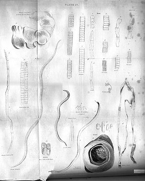 Tapeworms Plate IV engraving by William Miller...