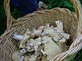 Prugnoli raccolti nei boschi dello Sparviere; chiamati nel dialetto locale miscerùhe, i funghi di San Giorgio o prugnoli sono funghi molto comuni nei boschi del monte Sparviere durante il periodo primaverile
