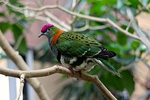 Ptilinopus superbus -London Zoo, England -male-8a.jpg