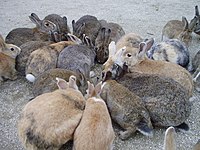大久野島上的野生穴兔