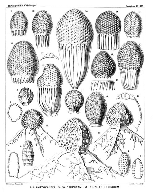 Plate 52.