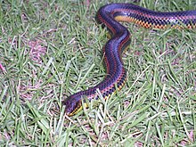 Rainbow Snake taken in Southern Georgia in June 2003 2.jpg