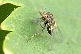 Rhamphomyia pilifer