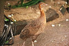 A picture of the red-winged tinamou (Rhynchotus rufescens)