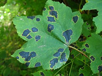 Гриб Rhytisma acerinum на листьях клёна белого