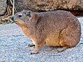 Miniatura para Procavia capensis