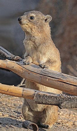 蹄兔（Procavia capensis）。摄于纳米比亚埃龍戈區。