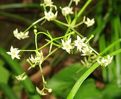 花柄は細く、毛はない。花冠は緑白色で先は4-5裂し、裂片は三角形または卵形になる。