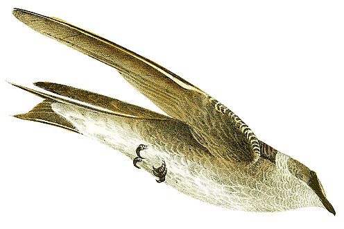 Purpurschwalbe
