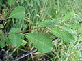 Follas do (Salix aurita).