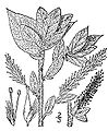 Salix cordata (01). 
 jpg