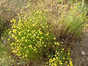 Santolina rosmarinifolia