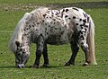 Deutsches Part-Bred Shetland Pony