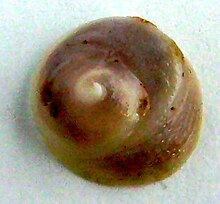 Sigapatella novaezelandiae.JPG