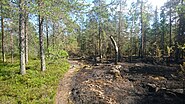 bilde av brent skog, billens habitat