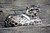 Snow Leopard 13.jpg