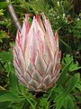 Protea cynaroides in Südafrika (November 2008)