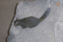 Summer Palace, Beijing-Sciurotamias davidianus.jpg