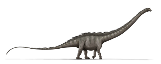 איור של סופרזאורוס. סופרזאורוס היה אחד הדינוזאורים הארוכים ביותר שחיו אי-פעם ואורכו מוערך ב-33–34 מטר ומשקלו כ-35–40 טון.