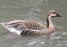 Swan goose in captivity.