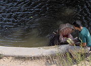 Tami the Hippo having lunch in the Jerusalem Biblical Zoo