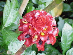 Tapeinochilos ananassae