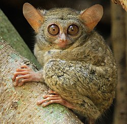 Gursky tontkandlane (Tarsius spectrumgurskyae)