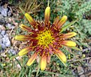 Tragopogon crocifolius