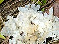 Miniatura para Heterobasidiomycetes