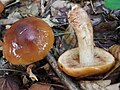 ! Tricholoma fulvum !