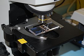 A Neubauer slide held in place on a microscope stand by a slide clamp on a cross-table.