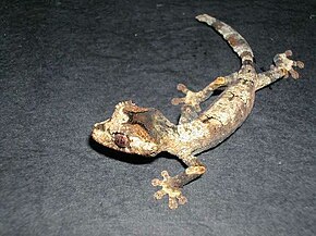 Description de l'image Uroplatus guentheri juvenile.jpg