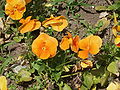 Viola × wittrockiana 'Carneval Orange'