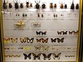 Section zoologie, lépidoptères et coléoptères