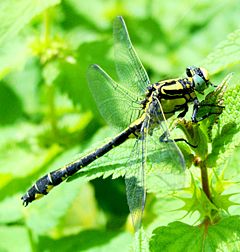 Gomphus vulgatissimus