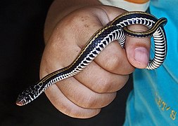 Xenochrophis vittatus