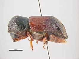 Xylopsocus gibbicollis