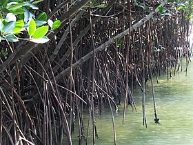 Mangrovenwurzeln (Rhizophora stylosa) in Sicao