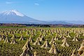 Der Iwate von Tamayama aus gesehen