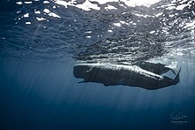 Photograph of a sperm whale, the largest toothed predator and one of the largest extant species of whales 0b4a8510 by vitaly sokol-dbw14sol.jpg