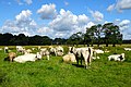 Zondagsbroek (Nationaal Landschap Drentsche Aa)