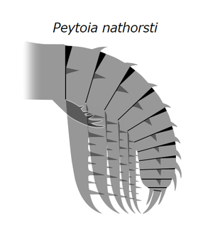 Peytoia nathorsti の前部付属肢