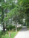 Glanshagtorn (Crataegus 'Carrierei') vid Luisenstrasse, utplanterade efter 1986, 2020