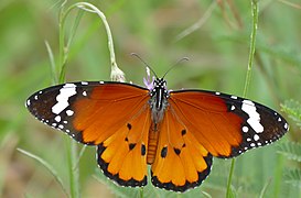 Danaus chrysippus